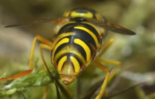 Réf. 213 710 : Chrysotoxum elegans